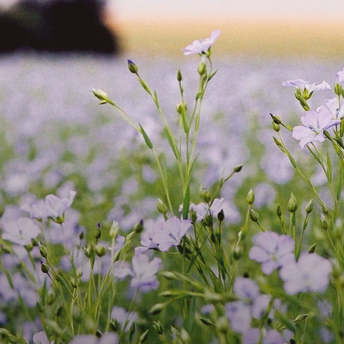 Linen vs Flax: Which Fabric Is Better for Sheets?