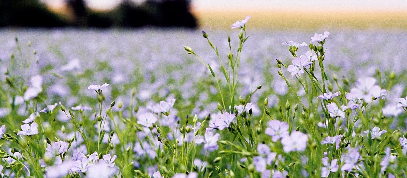 close-up photograph of a blue flax flower