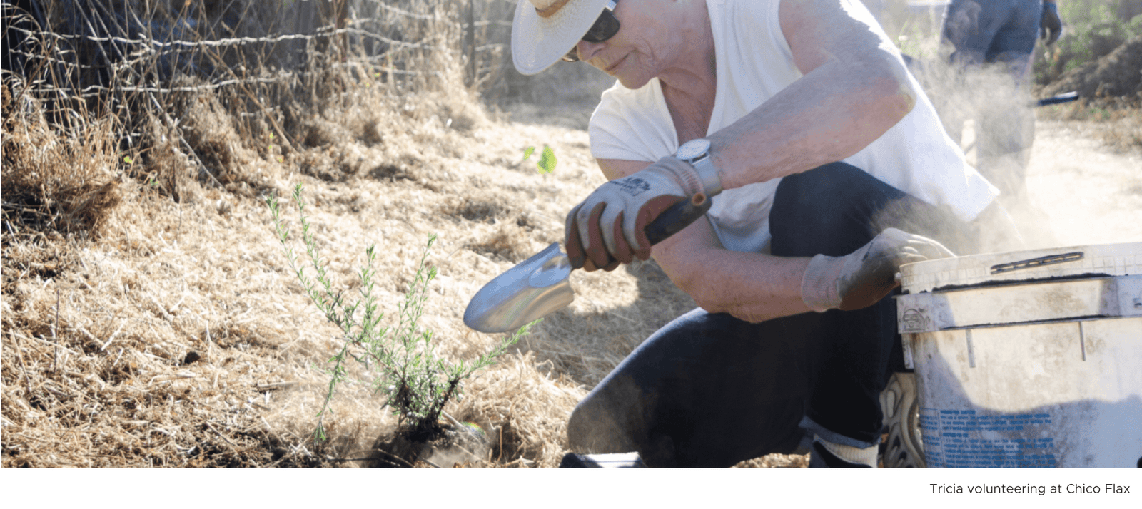 woman harvesting chico flax